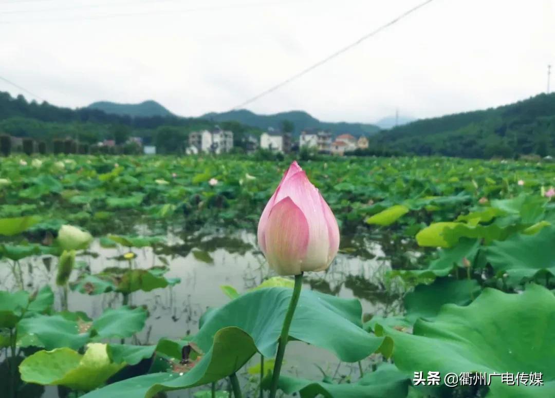 衢州最新地图解读与观点分析