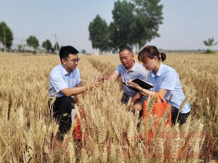 鹤壁小麦价格最新动态更新